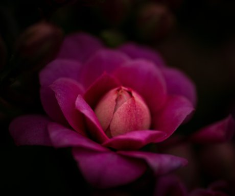 Verlies bij zwangerschap