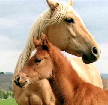 animal-healing-horses